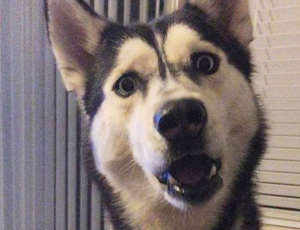 全天秒发卡的ddos攻击ip软件下载