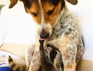 企业版全能的免费攻击网站